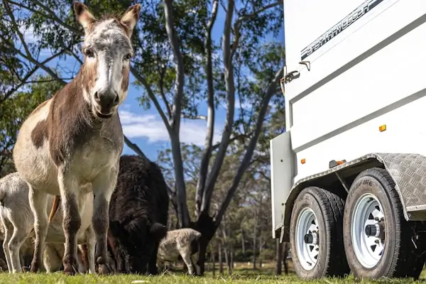 Horse standing near a livestock trailer, showing Smarter Towing’s technology for safe, smooth, and dependable animal transport.